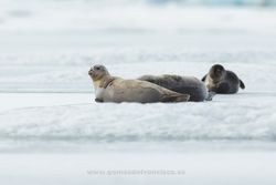 Common seal (Phoca vitulina). Iceland