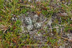 Nido con huevos de Chorlito dorado común (Pluvialis apricaria). Noruega