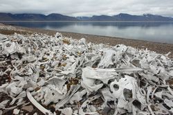 Beluga bones (Delphinapterus leucas), Bellsund fjord, Svalbard