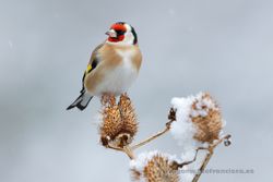 Jilguero (Carduelis carduelis). La Rioja.