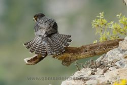 Peregrine (Falco peregrinus). La Rioja, Spain