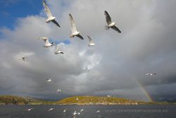 Herring gulls (Larus argentatus). Norway