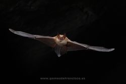 Geoffroy´s bat (Myotis emarginatus). Vizcaya, Spain