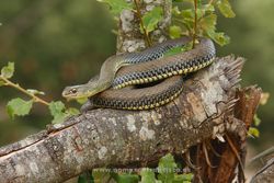 Western Montpellier snake (Malpolon monspessulanus). Álava, Spain