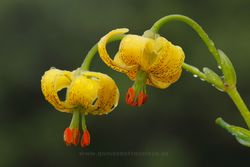 Azucena de los Pirineos (Lilium pyrenaicum). Vizcaya