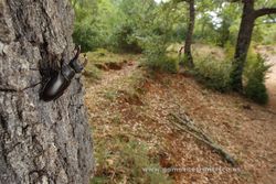 Ciervo volante (Lucanus cervus), macho. La Rioja
