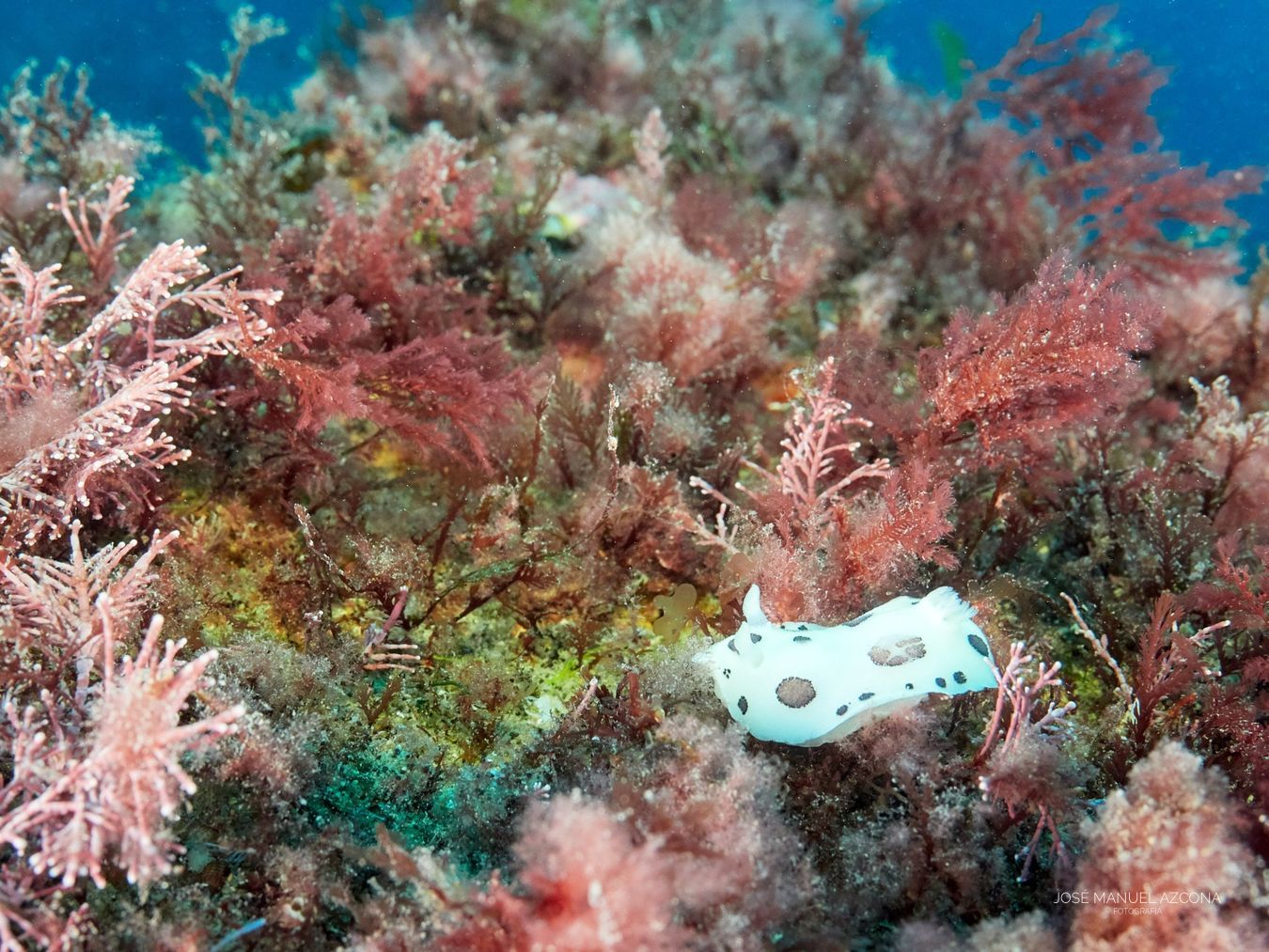 cantabric_sea_nudibranch_jmazcona