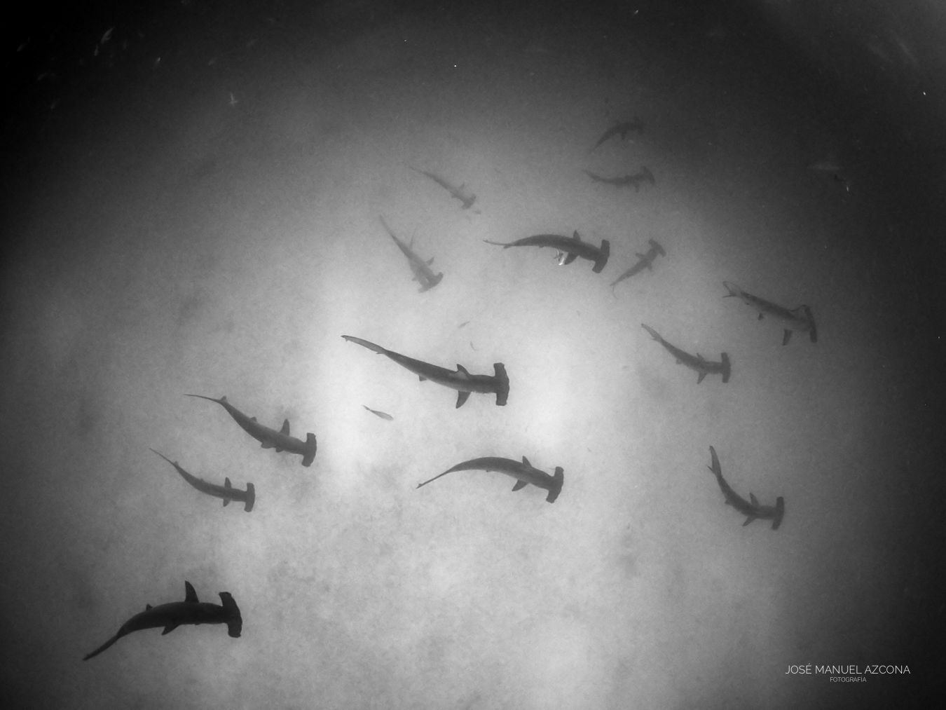 galapagos_islands_hammer_sharks_jmazcona