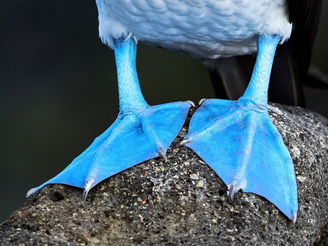 galapagos_islandsb_lue_footed_booby_jmazcona