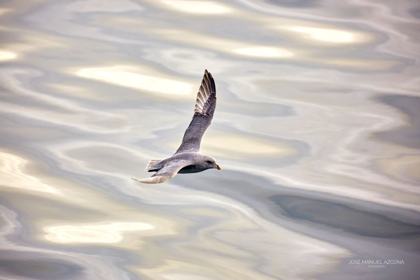 fulmar_svalbard_jmazcona