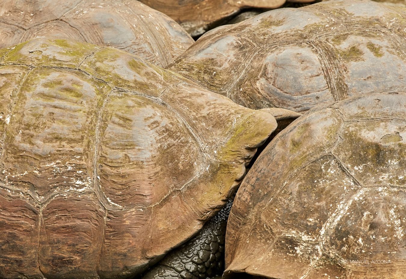 galapagos_islands_giant_turtles_jmazcona