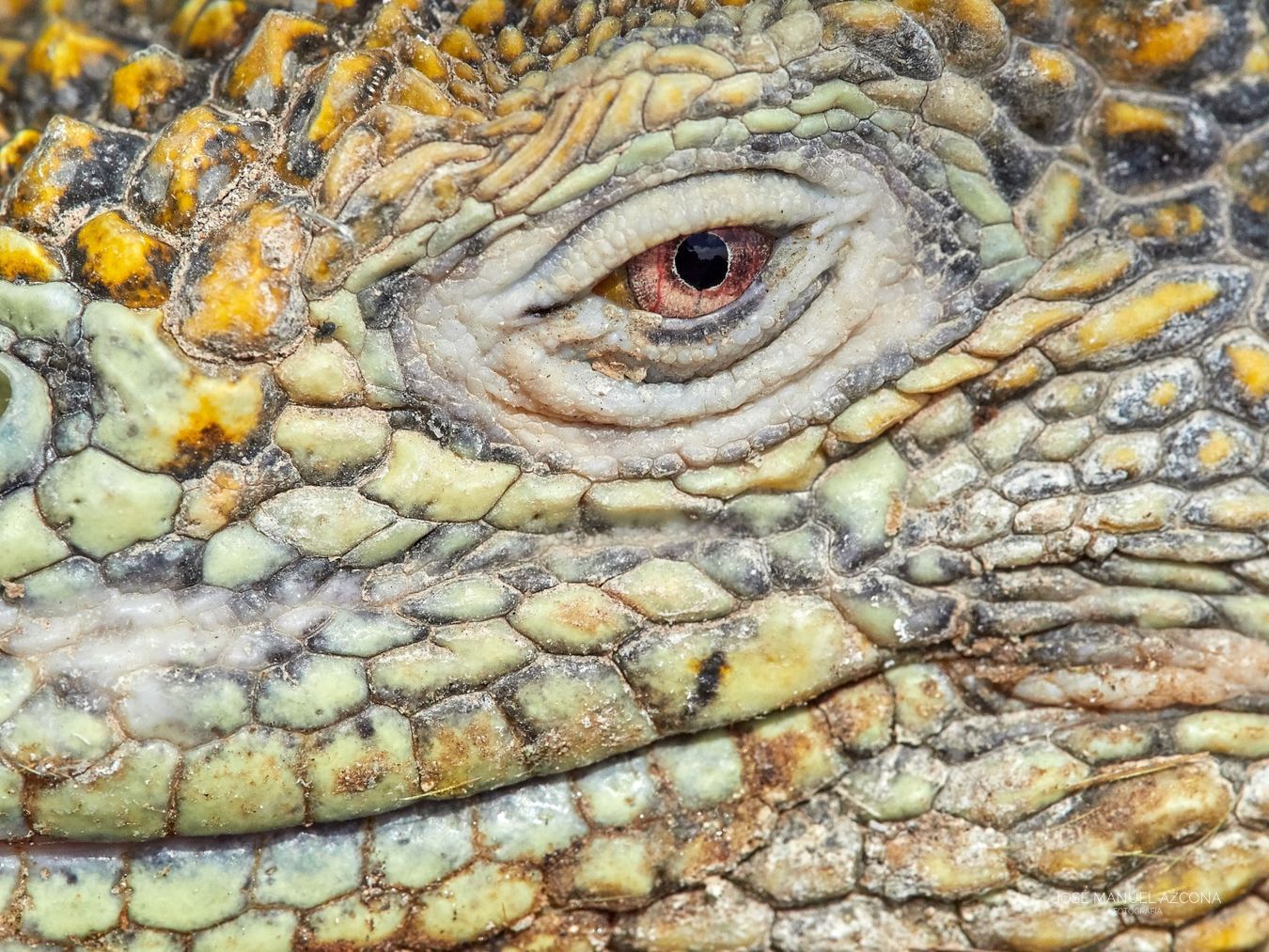 galapagos_islands_land_iguana_azcona