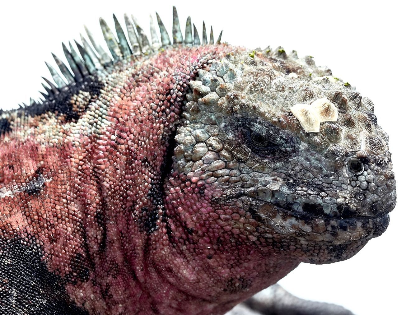 galapagos_islands_marine_iguana_azcona