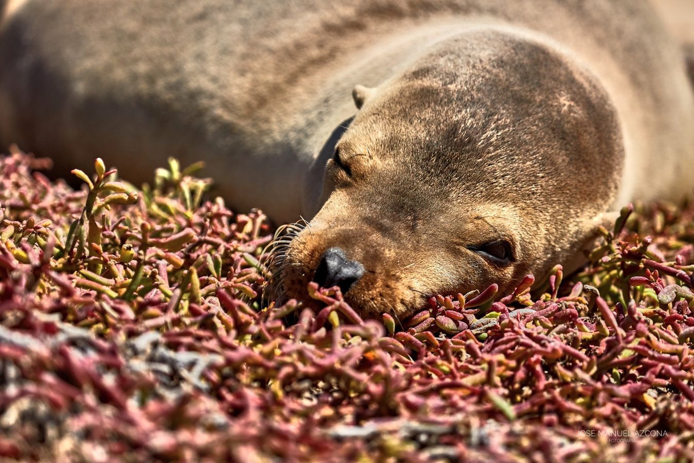 galapagos_islands_sea_lion_jmazcona