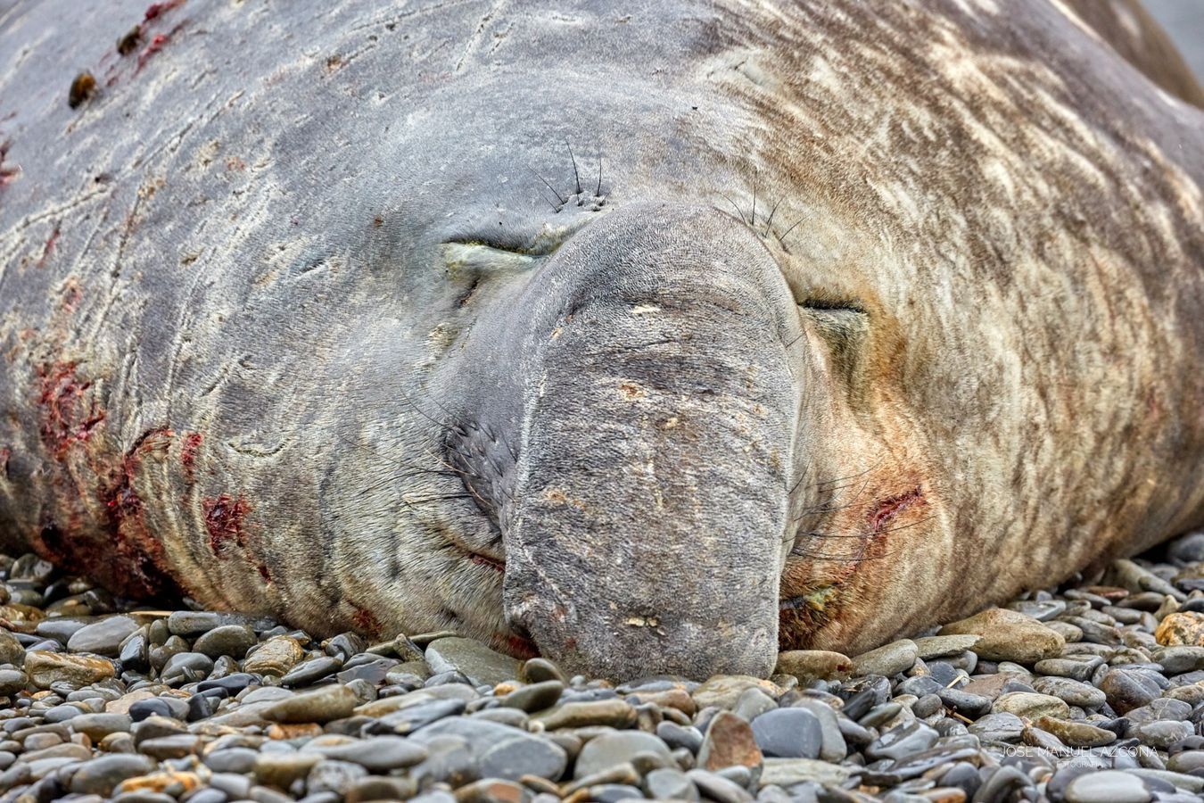 south_georgia_islands_sea_elephant_azcona