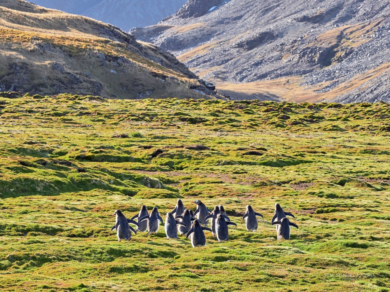 south_georgia_island_gentoo_penguin_azcona