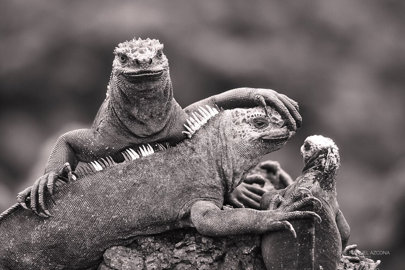 marine_iguana_galapagos_islands_jmazcona