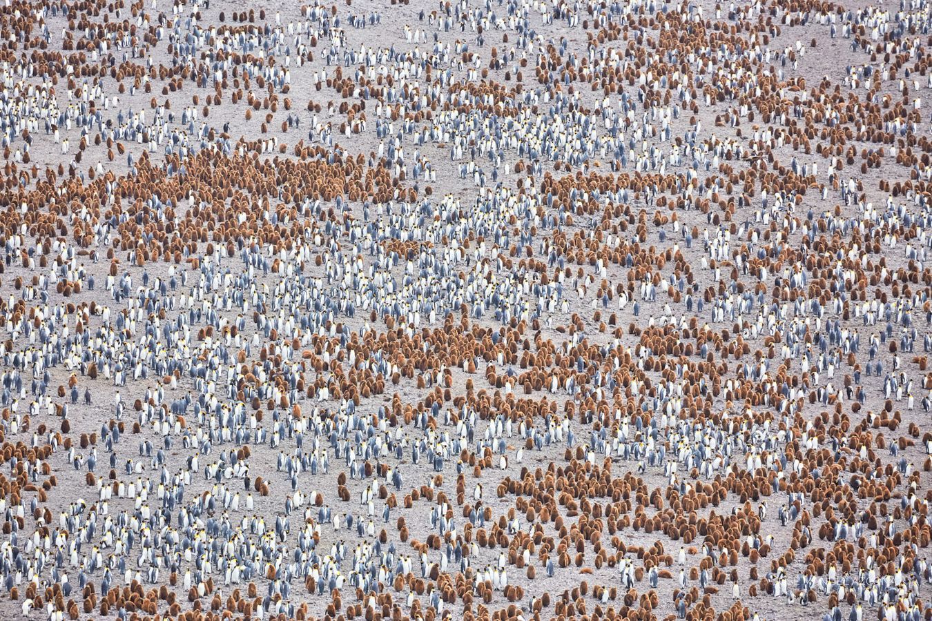 salisbury_plain_south_georgia_islands_king_penguin_jmazcona_jmazcona