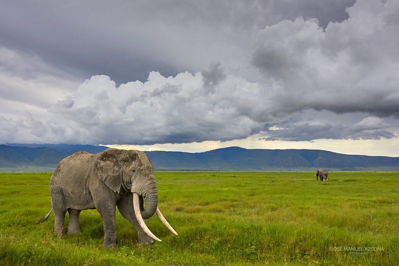 ngongoro_tanzania_elephant_jmazcona