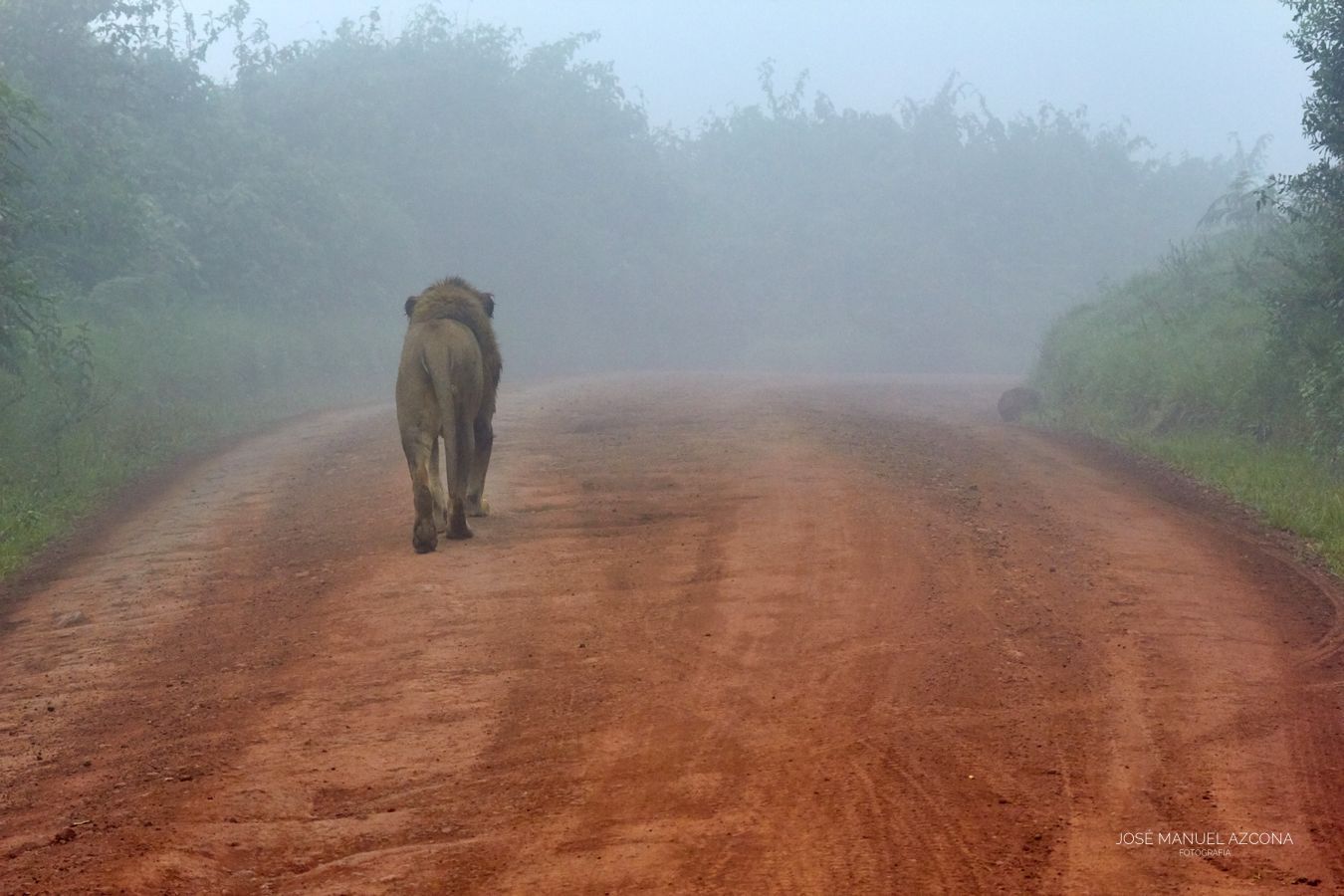 ngongoro_tanzania_lonely_lion_azcona