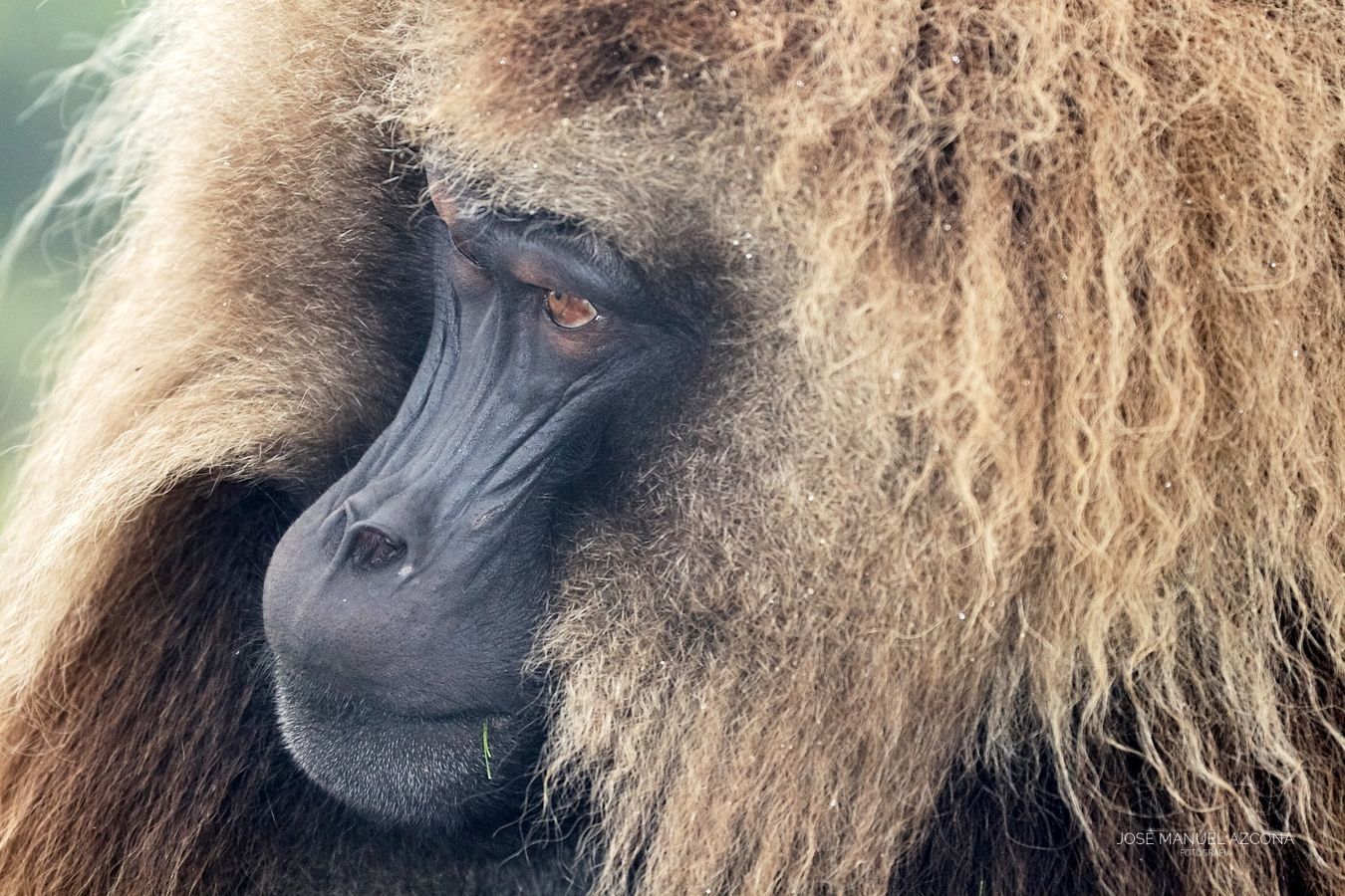 simien_mountains_ethiopia_gelada_azcona.jpg