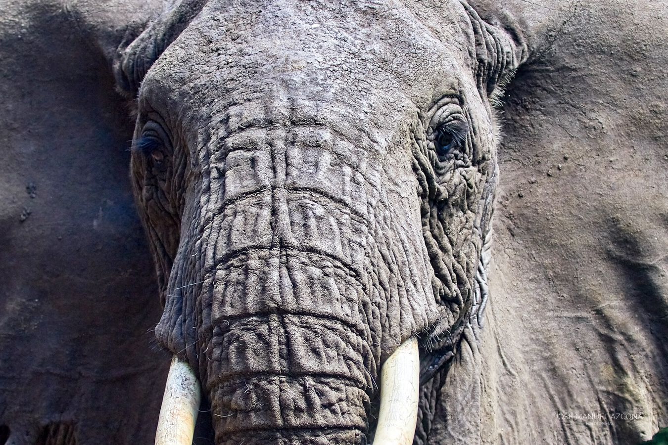 tarangire_tanzania_elephant_azcona.jpg