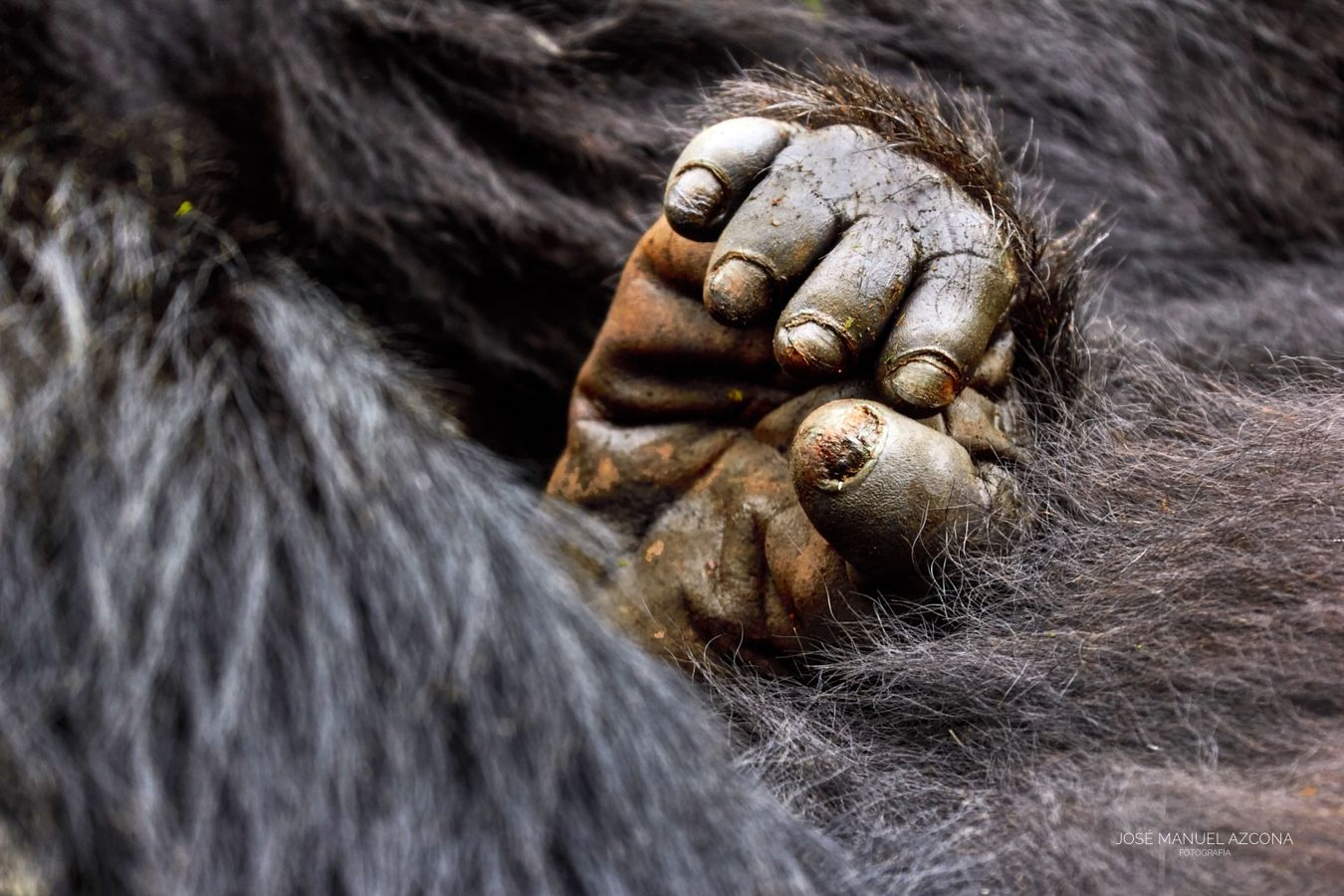 volcanoes_ruanda_mountain_gorilla_hand_jmazcona