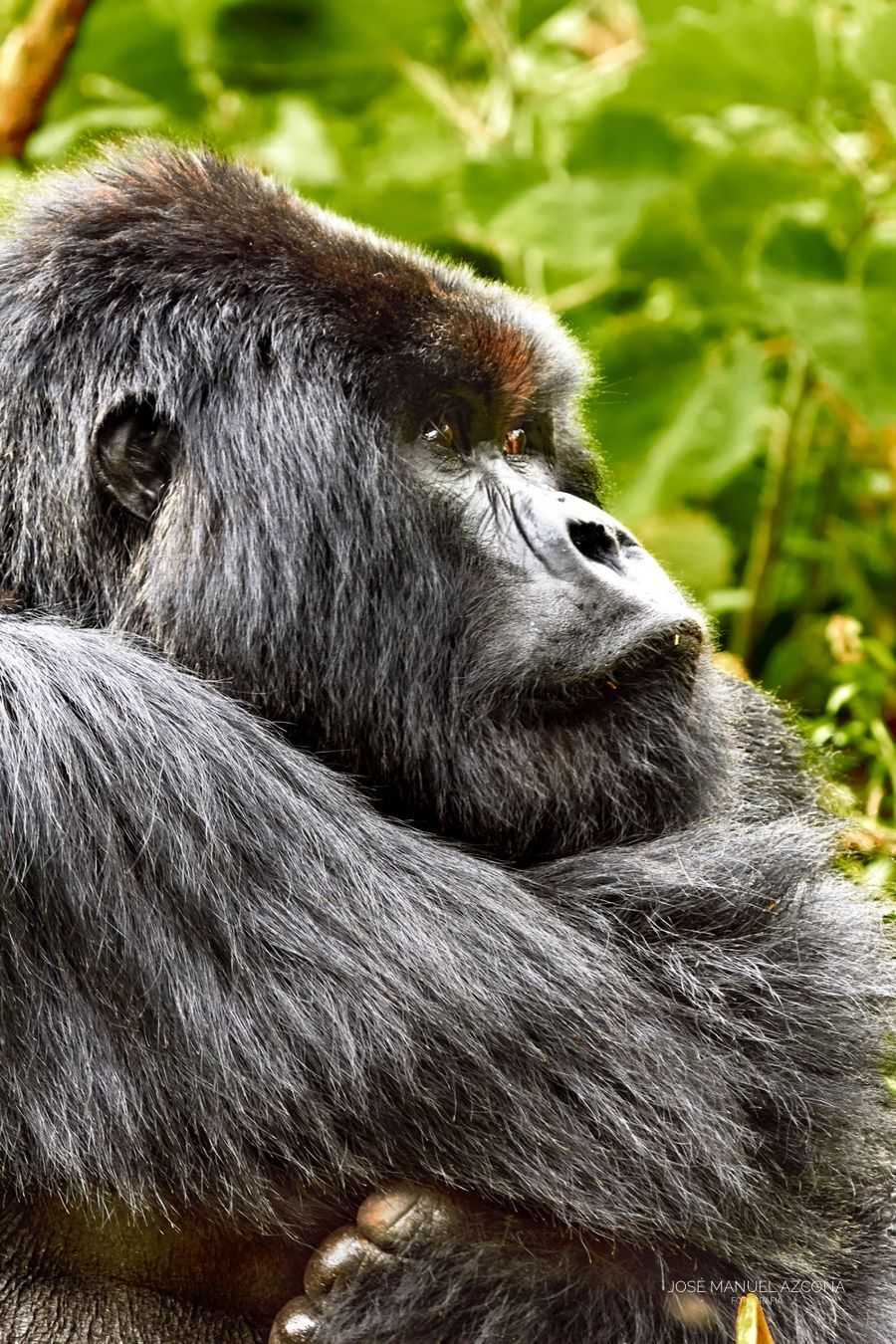 volcanoes_ruanda_mountain_gorilla_jmazcona