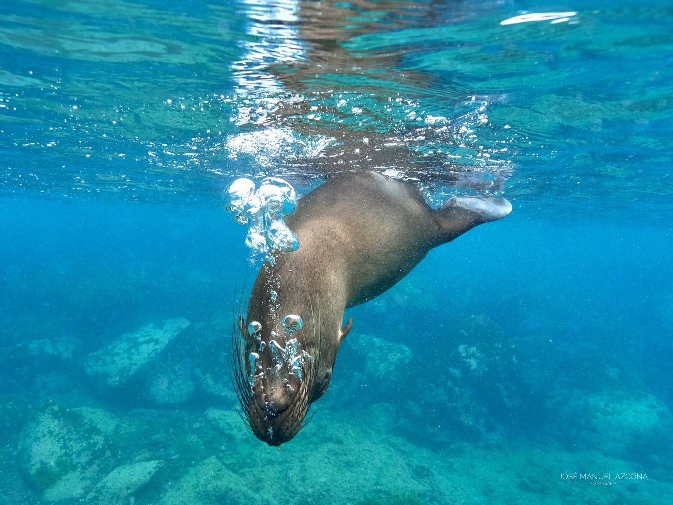 galapagos_islands_sea_lion_azcona