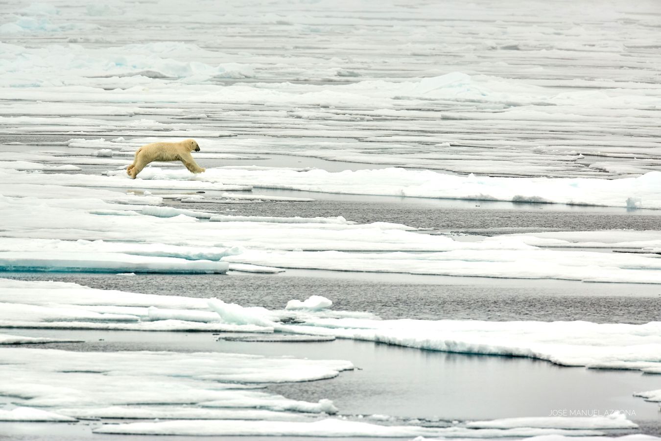 svalbard_polar_bear_jmazcona