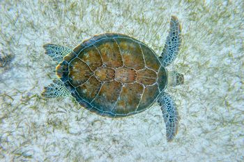 yucatan_green_sea_turtle_jmazcona