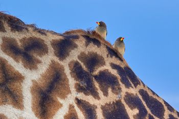 serengeti_afriva_giraffe_red_billed_oxpecker_azcona