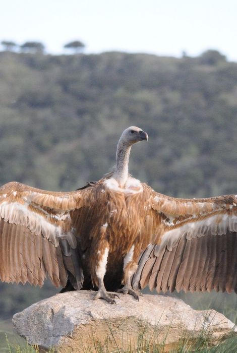 Fotografía de Aves