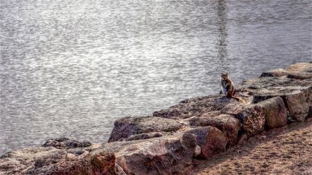 ardilla en Fuerteventura