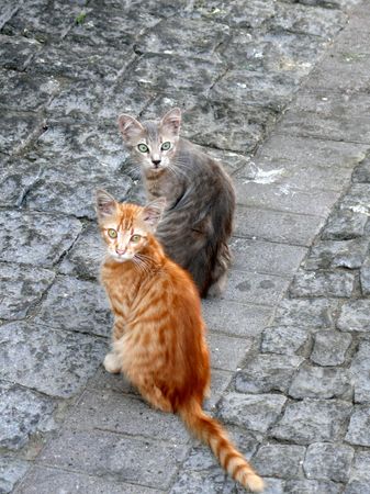 gatos en Estambul, Turquía