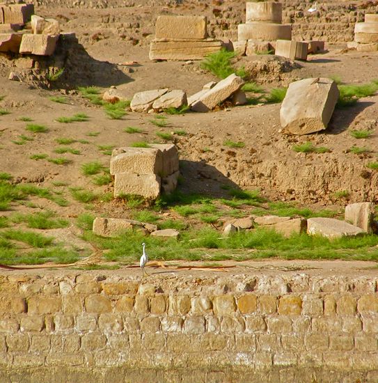 garza y ruinas en Egipto