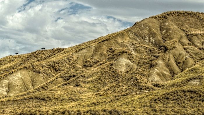 burros y montaña