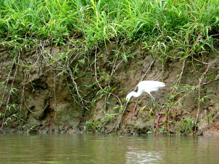 garza en Costa Rica