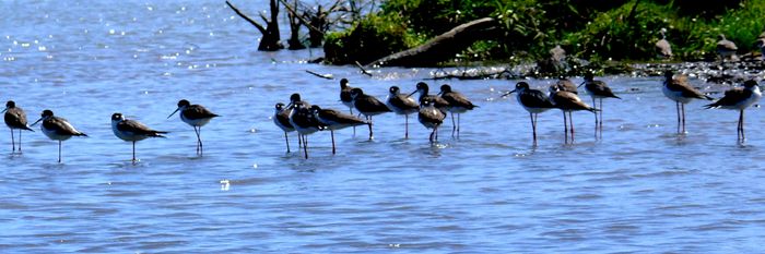 aves en Costa Rica