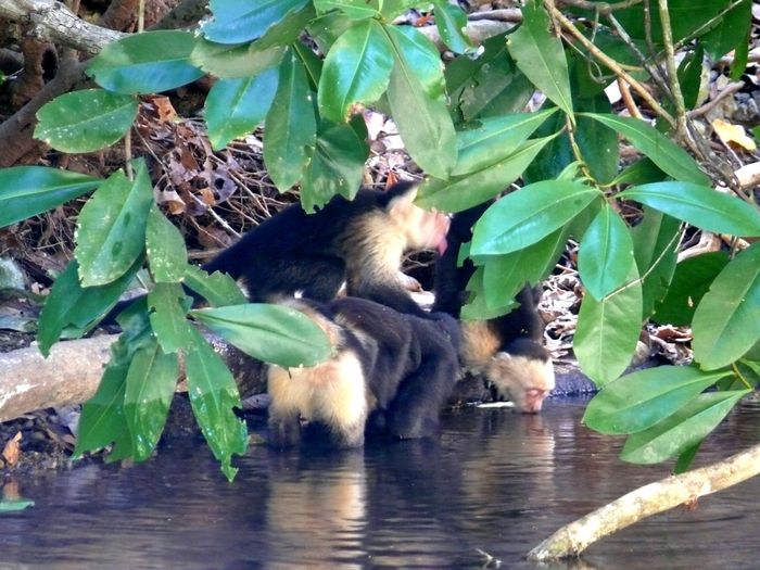 monos en Costa Rica