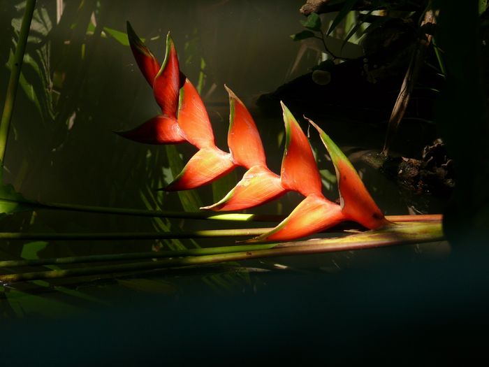 heliconia en Costa Rica