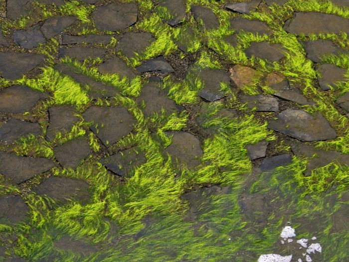 algas en rocas en El Confital, Las Palmas de Gran Canaria