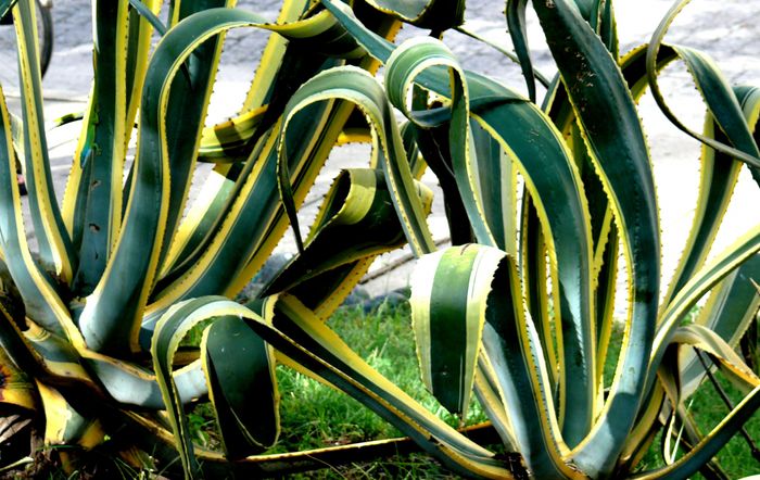 cactus en Cuba