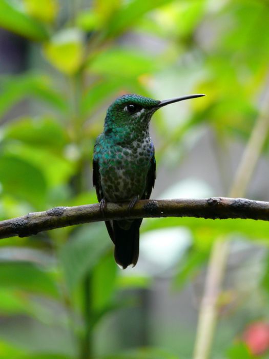 colibrí en Costa Rica