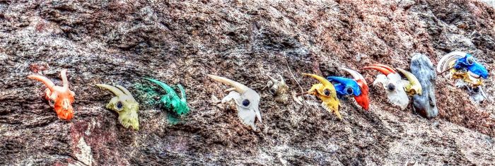 calaveras de cabra en la roca, Fuerteventura