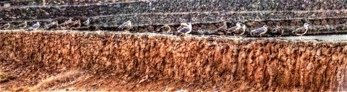 gaviotas en Fuerteventura