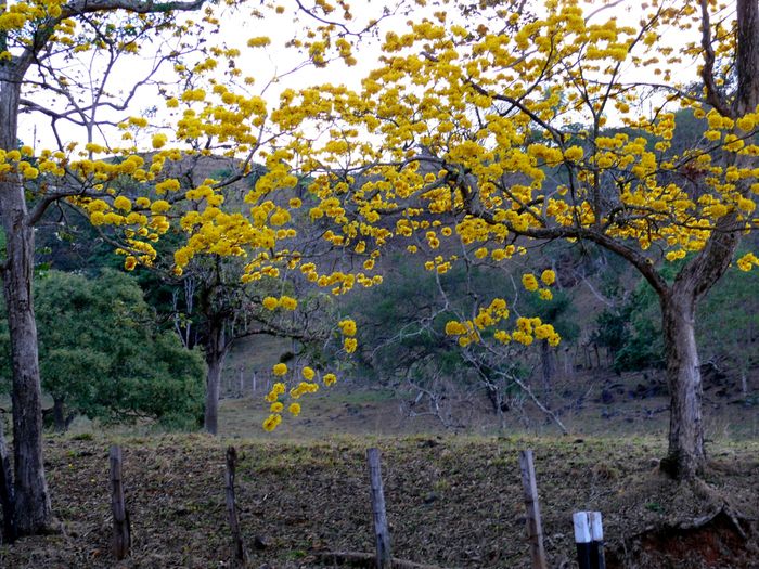 árbol de flores amarillas en Costa Rica