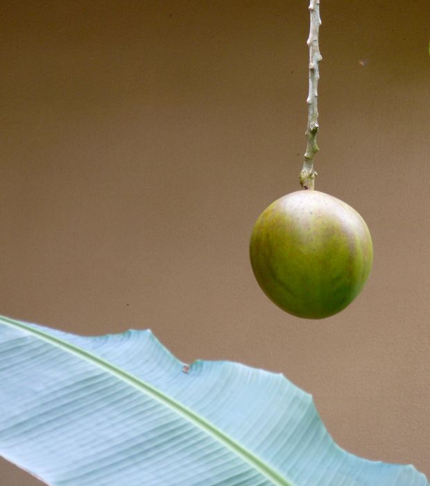 hoja y fruto en Costa Rica