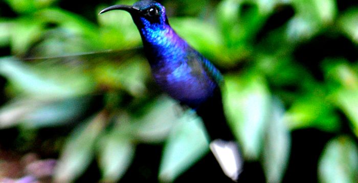 colibrí volando en Costa Rica