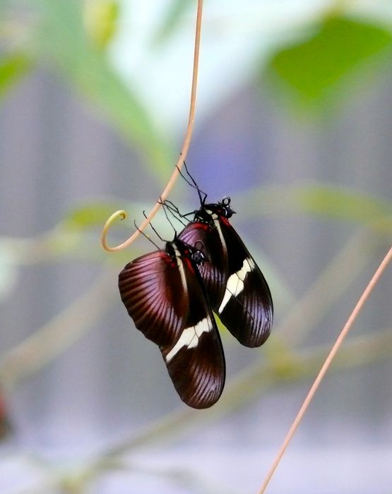 mariposas en Costa Rica